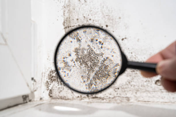 Why You Should Choose Our Mold Remediation Services in Rockville, IN